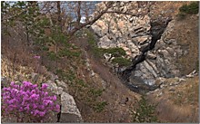 О. Пятин - Рододендрон остроконечный на скалах