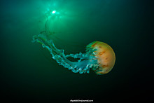 А. Шпатак - Компасная медуза