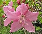 Рододендрон остроконечный - весеннее цветение на полуострове Гамова близ Витязя